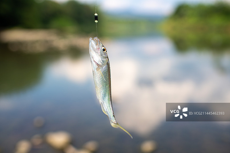 河流钓马口鱼图片素材