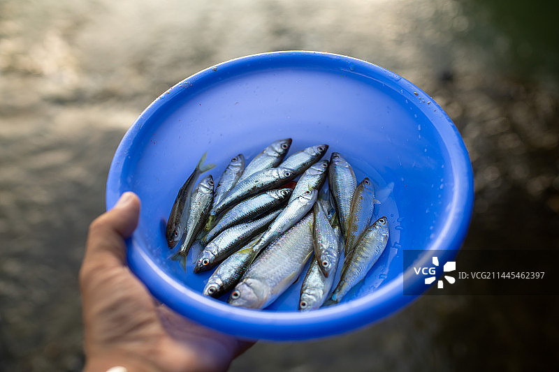 河流钓马口鱼图片素材