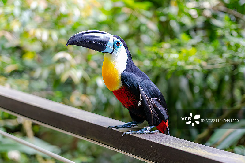 巨嘴鸟-凹嘴鵎鵼图片素材