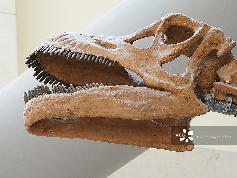 恐龙梁龙化石头部特写图片素材