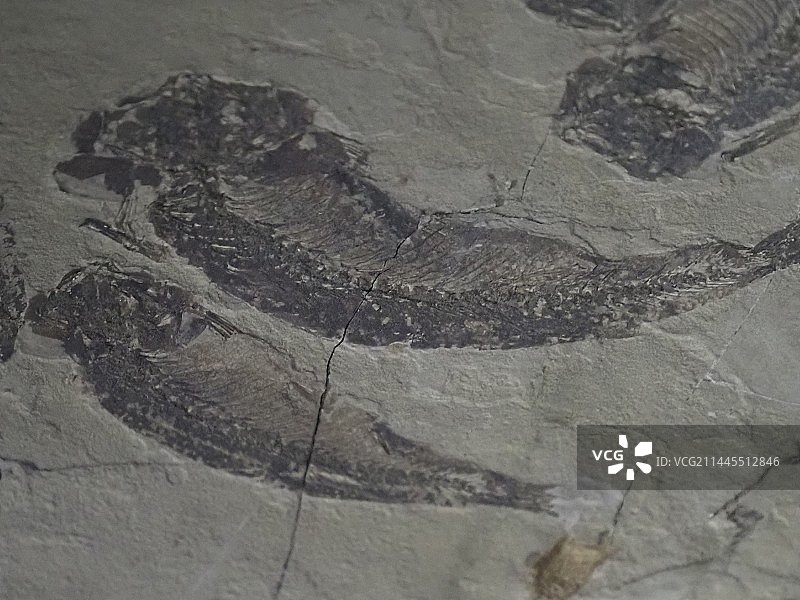 鱼类化石图片素材