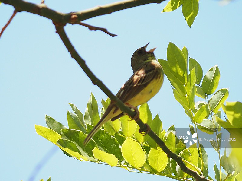 在晴朗的蓝天下栖息在树枝上的鸟的低角度视图图片素材