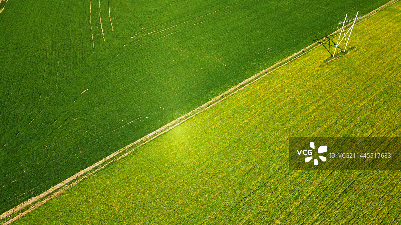 青稞与油菜花图片素材