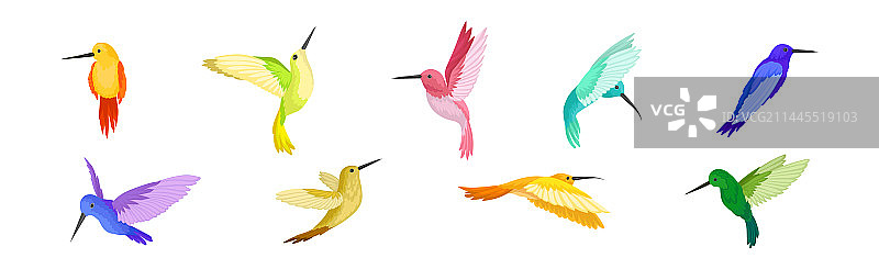 长喙亮丽的彩色蜂鸟图片素材