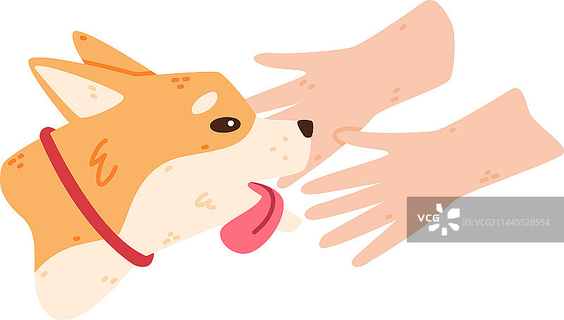 秋田犬宠物图片素材