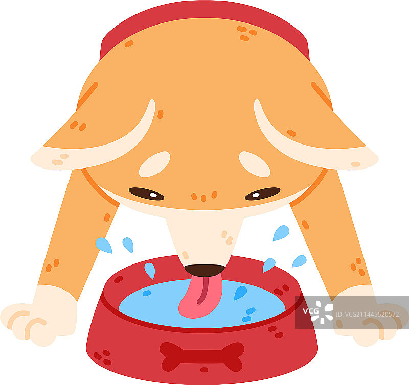 秋田犬和宠物饮水图片素材