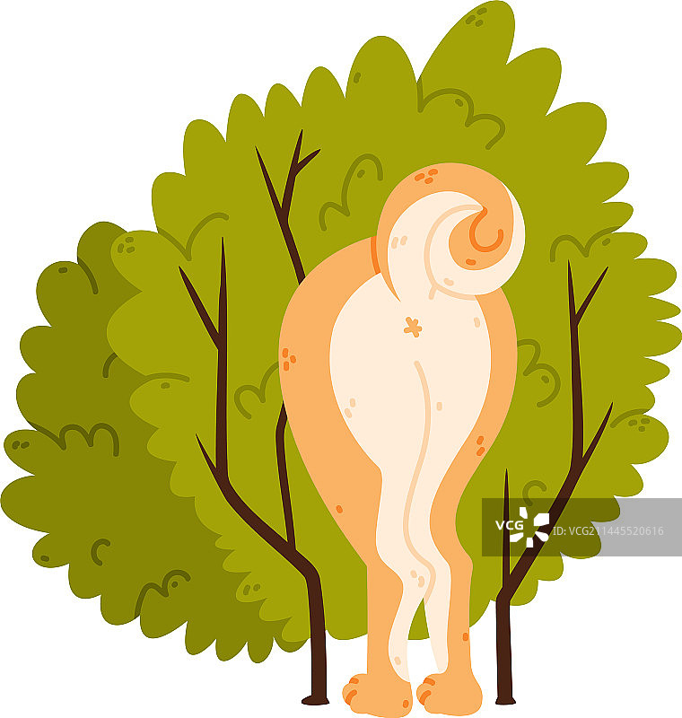 秋田犬：宠物与家畜图片素材