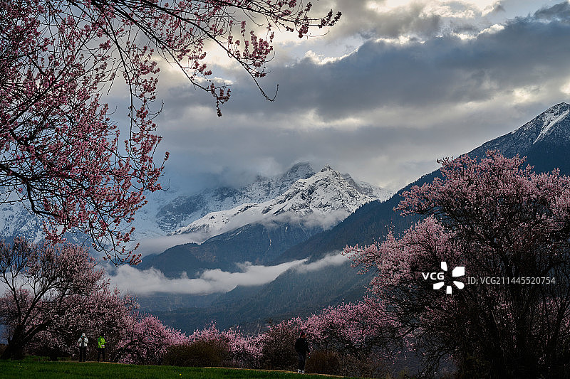 西藏林芝索松村桃花雪山图片素材