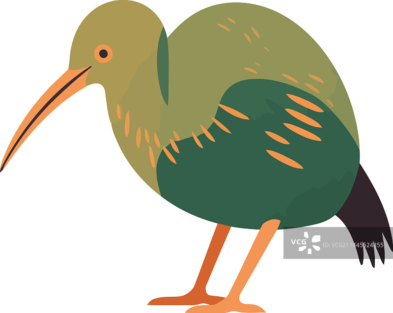 带绿色和蓝色羽毛的可爱几维鸟图片素材