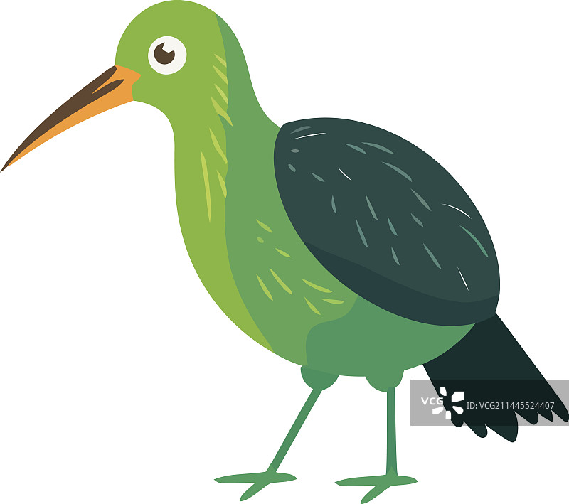 可爱的长喙几维鸟图片素材