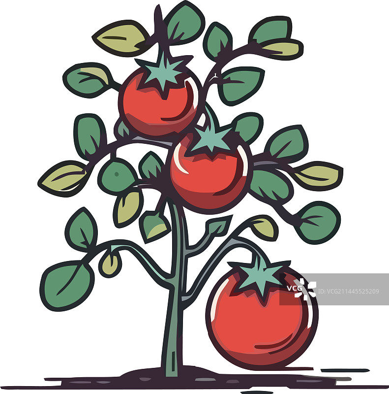 绿叶枝上的新鲜有机番茄图片素材
