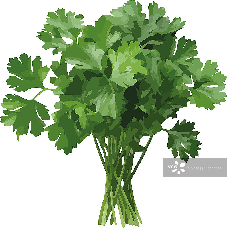 健康调味的新鲜绿色草本植物图片素材