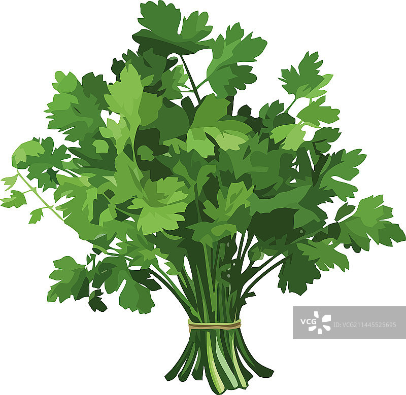 新鲜欧芹蔬菜沙拉图片素材