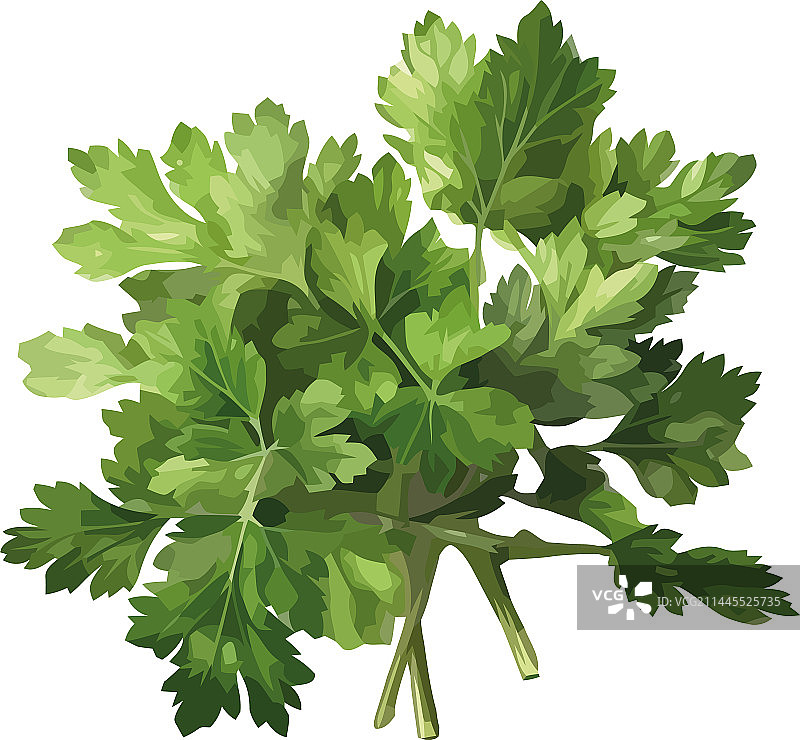 新鲜绿色欧芹，健康饮食图片素材