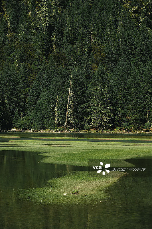 湖泊旁森林中的动物图片素材