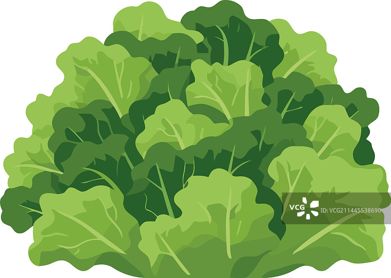 有机生菜健康素食餐图片素材