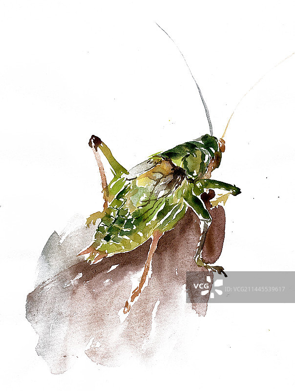 觅食的蝈蝈图片素材