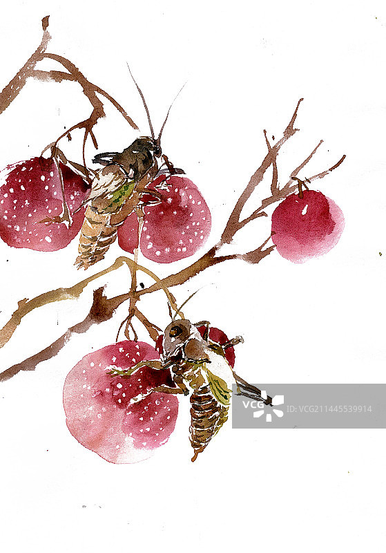 山楂上的蝈蝈图片素材