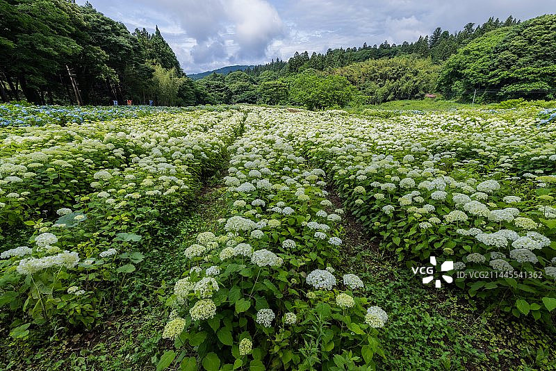 日本排名第一的紫阳花园岩手县陆奥紫阳花园图片素材