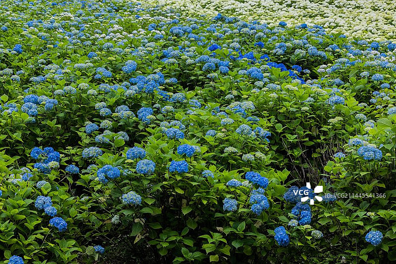 日本排名第一的紫阳花园岩手县陆奥紫阳花园图片素材