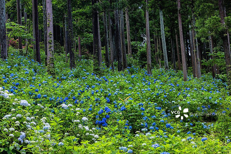 日本排名第一的紫阳花园岩手县陆奥紫阳花园图片素材