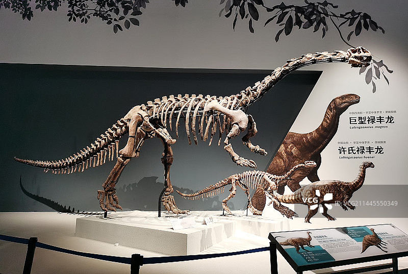 成都自然博物馆成都理工大学博物馆展示的恐龙化石图片素材