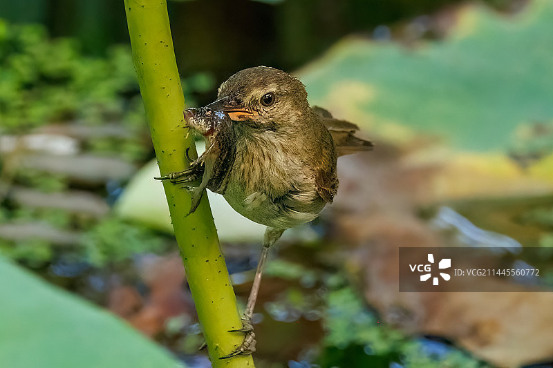 大苇莺吃鱼图片素材