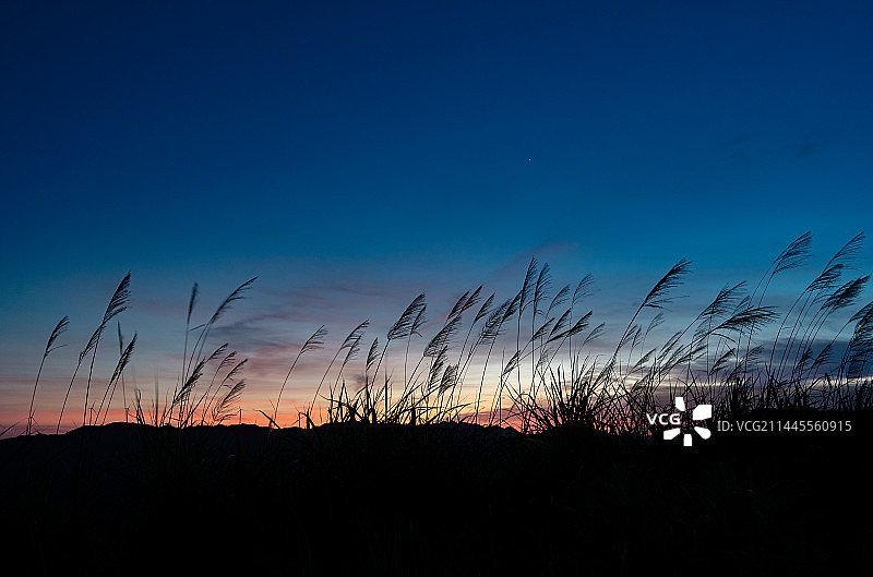 夏夜山顶上晚霞前的芦苇丛剪影，福建龙岩图片素材
