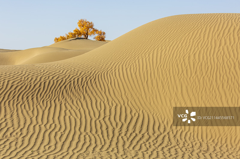 沙漠里充满倔强生命力的胡杨——轮台县图片素材