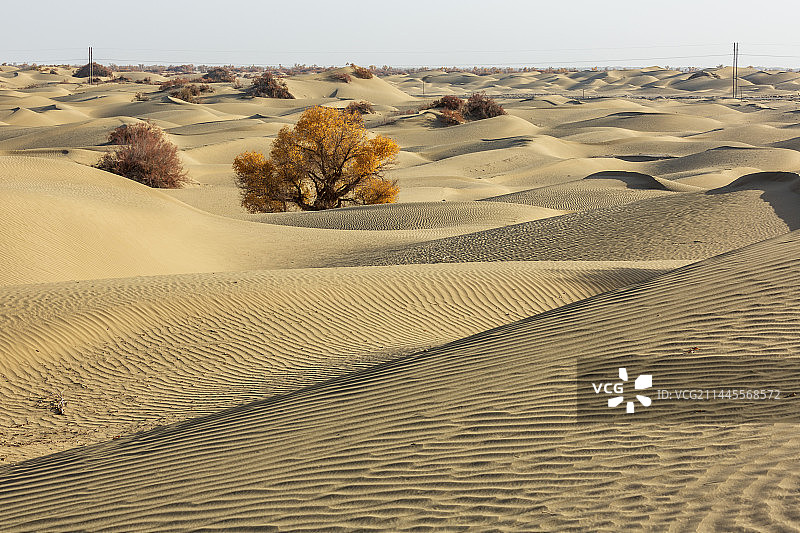 沙漠里充满倔强生命力的胡杨——轮台县图片素材