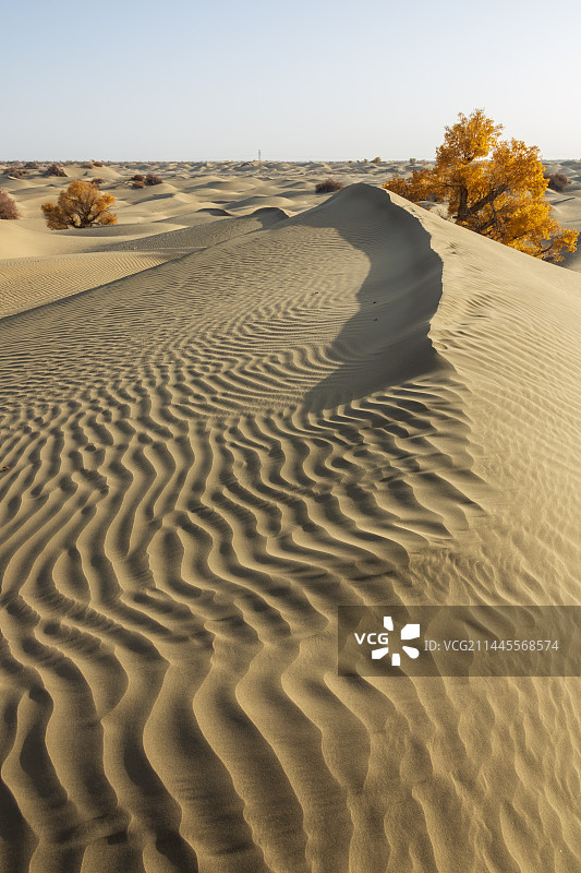 沙漠里充满倔强生命力的胡杨——轮台县图片素材