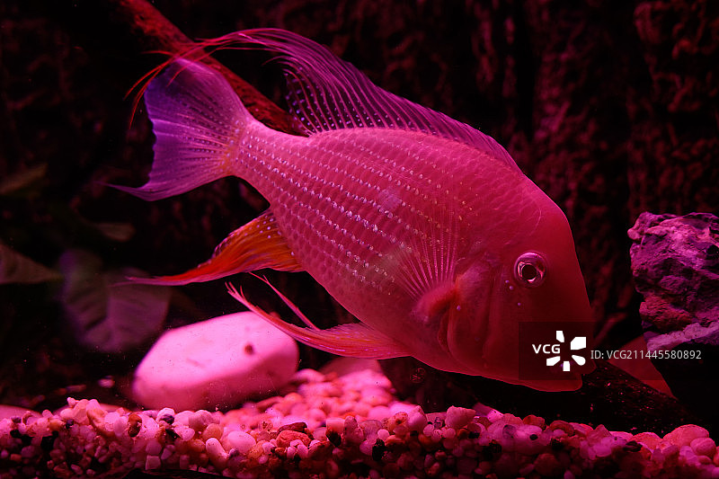 自由游动的鱼图片素材