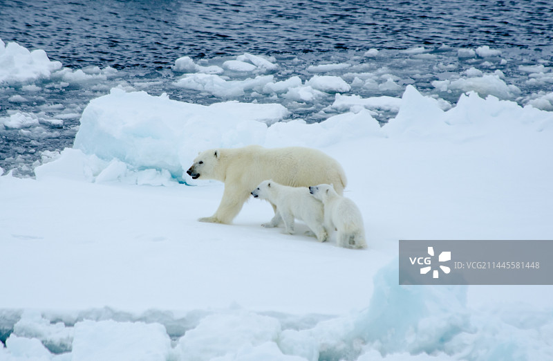 北极熊图片素材