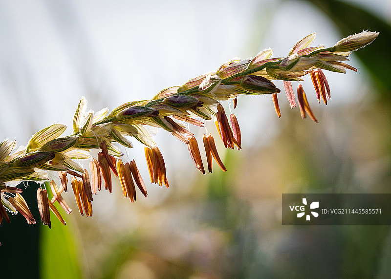阳光照耀下的玉米雄花图片素材