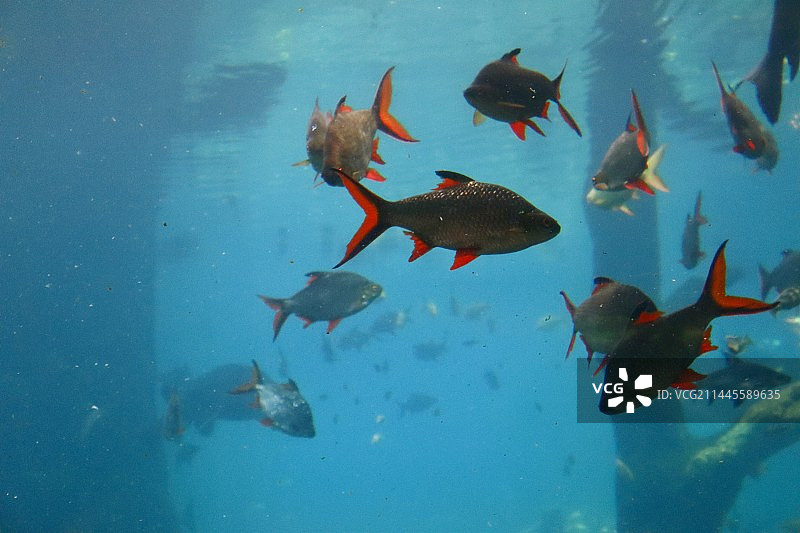 鱼类水下摄影图片素材