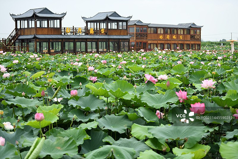 荷花漫图片素材