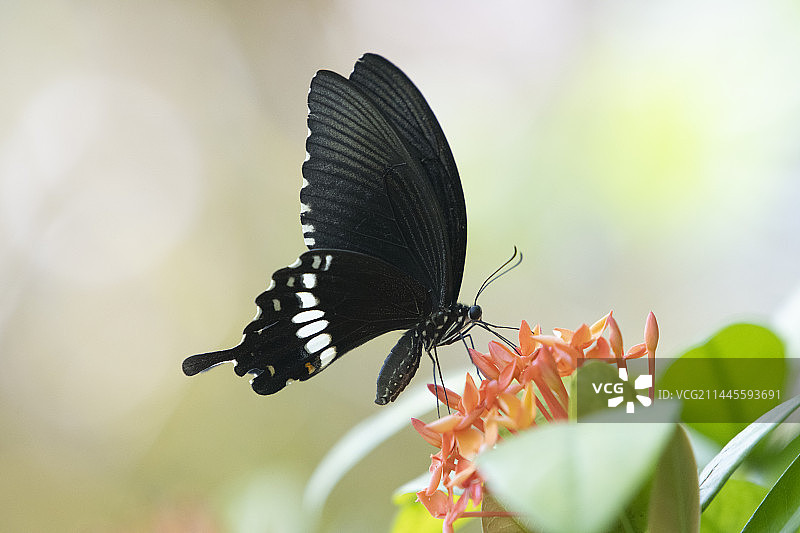 玉带凤蝶与龙船花图片素材