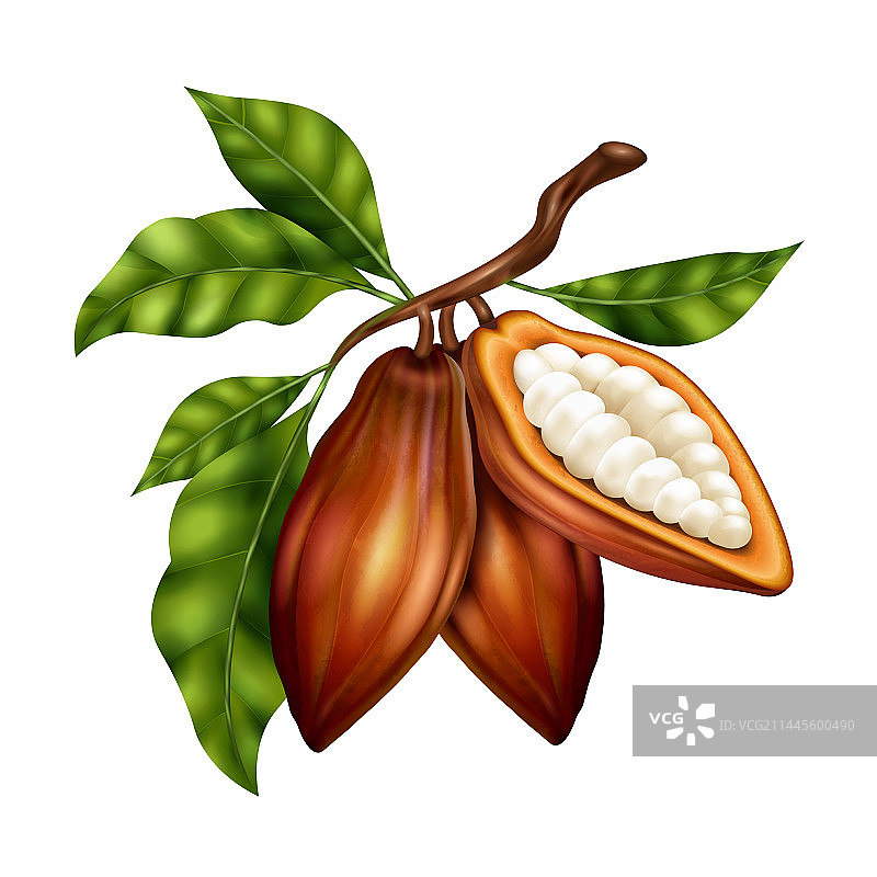逼真可可豆图片素材