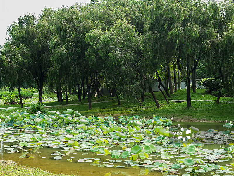 广州陈田花园环境地形自然风景图图片素材
