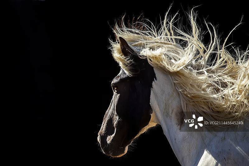 马的局部特写图片素材