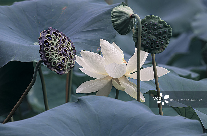 捧上我的心图片素材