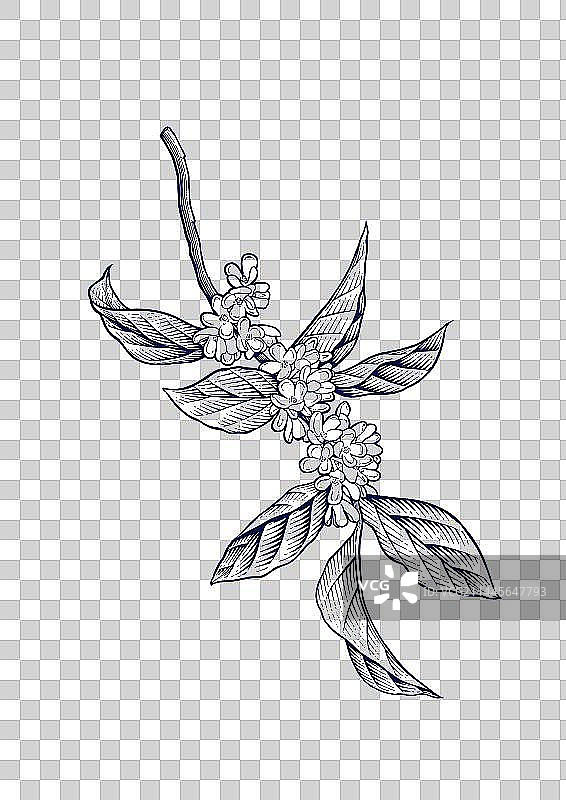 桂花版画图片素材