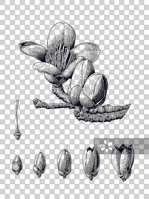 木棉花版画图片素材