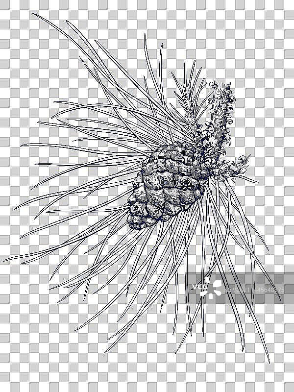 松果松针版画图片素材