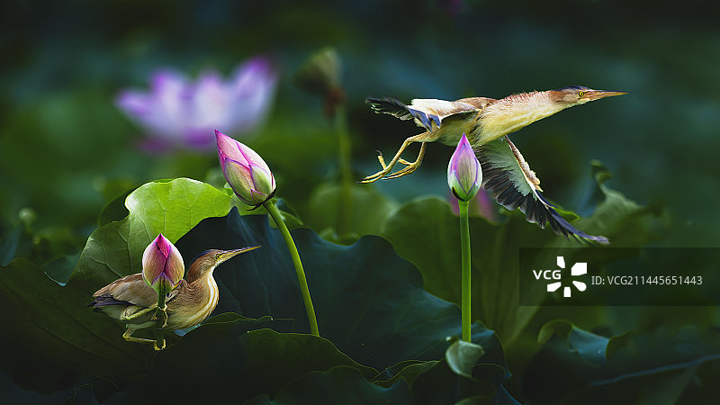 灵湖荷花丛中双双于飞的黄苇鳽图片素材