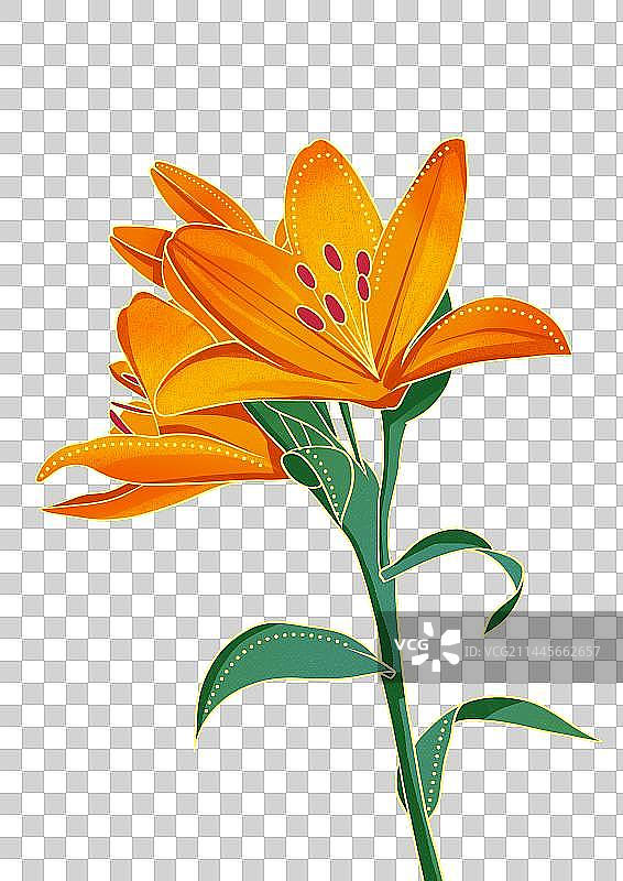 百合花植物鲜花插画元素图片素材