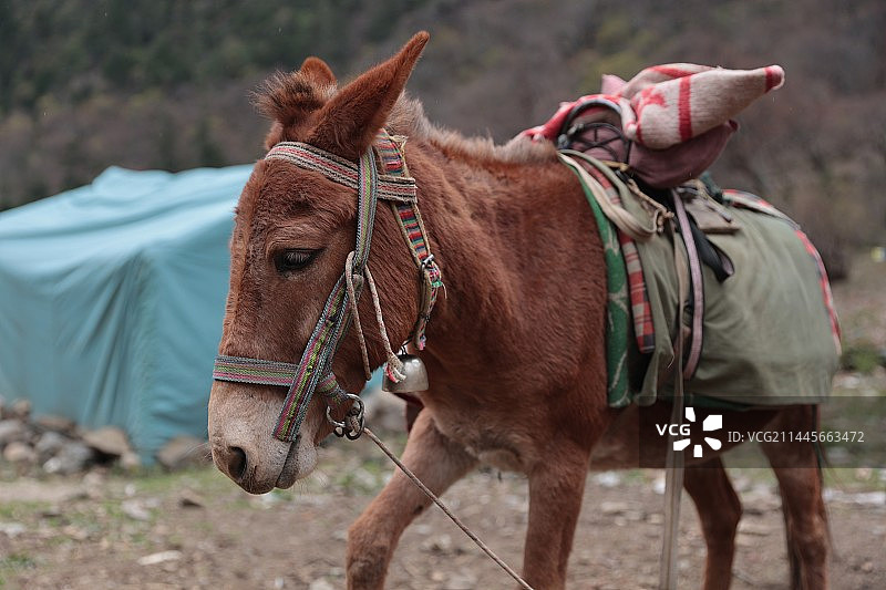 高山运输骡子图片素材