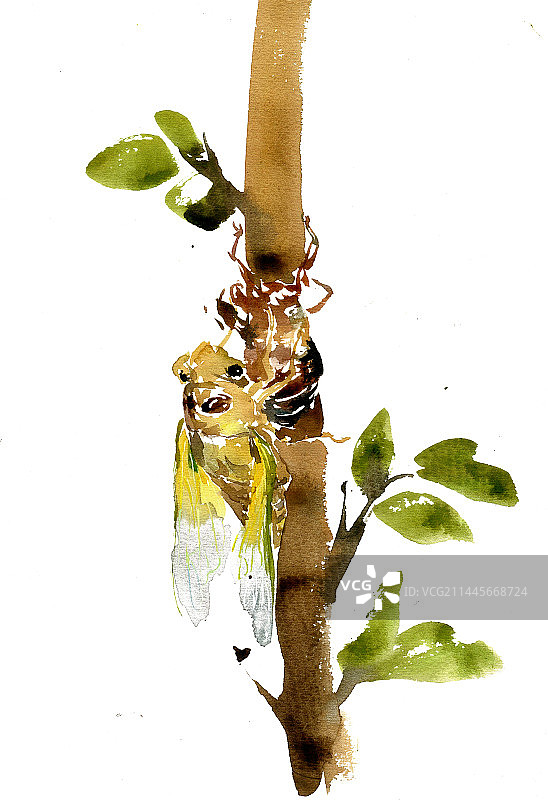 金蝉脱壳图片素材