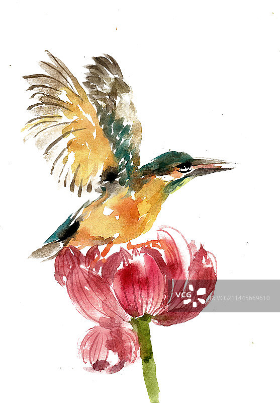 展翅的翠鸟图片素材