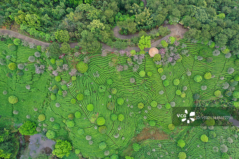 广西昭平县：茶园春色图片素材